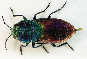 Willow beetle