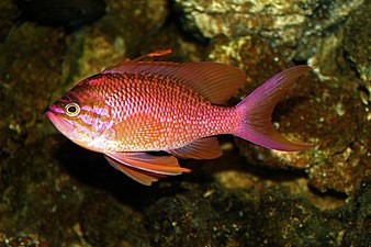 Kanic červený (Anthias anthias), podčeleď Anthiinae