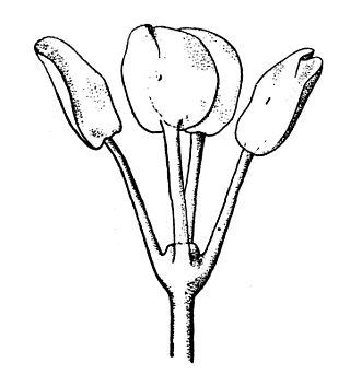 <span class="mw-page-title-main">Tetraphyllidea</span> Order of flatworms