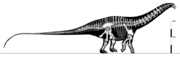 Apatosaurus skeletal diagram