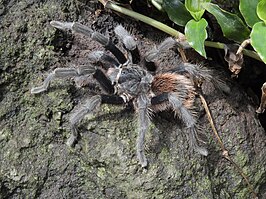 Aphonopelma anitahoffmannae