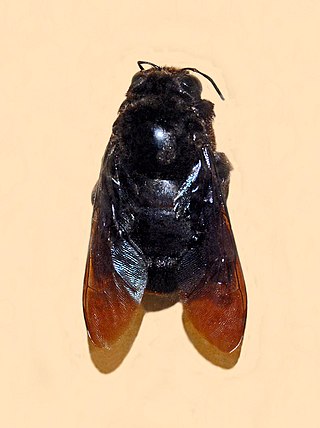 <i>Xylocopa combusta</i> Species of bee