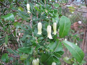 Apple-Berry in flower (5067549242).jpg