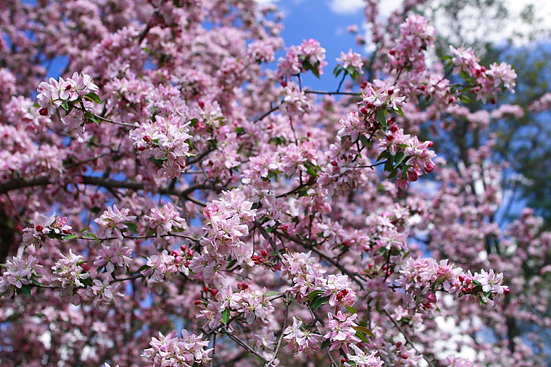 File:Apple-tree-flowers - West Virginia - ForestWander.jpg