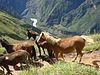 Horses, Mules and the Apurimac river near Cachora