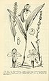 Platanthera flava Fig. 360 page 704 in: D.S.Correll & H.B.Correll: Aquatic and wetland plants of southwestern United States (Orchidaceae) Washington (1972)