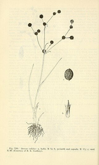 <i>Juncus validus</i> Species of plant in the genus Juncus