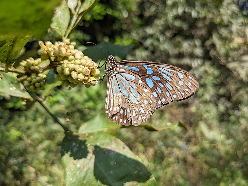 File:Aralam Wildlife Sanctuary during Annual Butterfly Survey 2022 (162).jpg