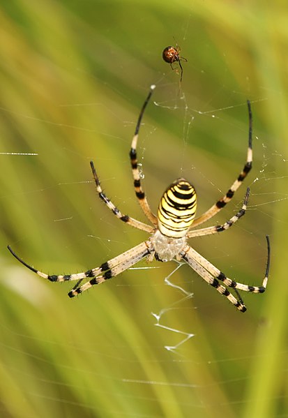 File:Argyope bruenichii y argyrodes sp 03 (4916952290).jpg