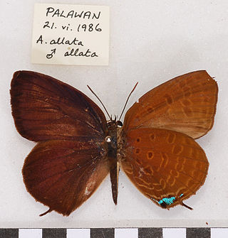 <i>Arhopala allata suffusa</i> Subspecies of butterfly