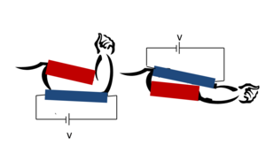 Figure 5: Cartoon drawing of an arm controlled by EAPs. When a voltage is applied (blue muscles) the polymer expands. When the voltage is removed (red muscles) the polymer returns to its original state. Artificial Muscle.png