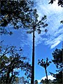 As árvores que compõem essa particular cobertura vegetal possuem altitudes que podem variar entre 25 e 50 metros e troncos com 2 metros de espessura. As sementes dessas árvores, conhecidas como pinhão, pod - panoramio.jpg