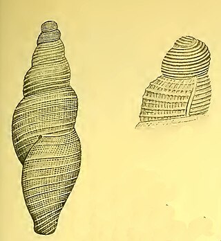 <i>Asperdaphne perplexa</i> Species of gastropod