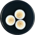 Aspergillus baeticus growing on CYA plate