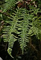 Asplenium rutifolium