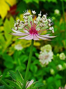 Astrantia major Inflorescence