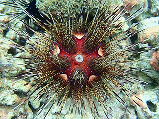 <i>Astropyga pulvinata</i> Species of sea urchin