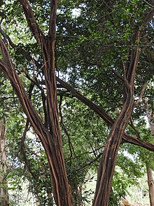 Atalantia monophylla tree Atalantia monophylla-2-mundanthurai-tirunelveli-India.jpg