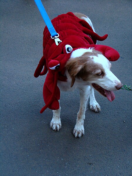 File:Attack lobster (1701987002).jpg