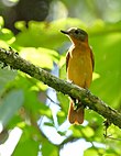 Attila phoenicurus - Rufous-tailed Attila.jpg