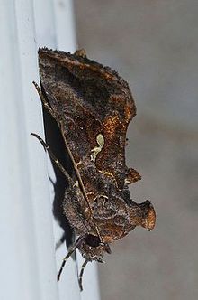 Autographa precationis - Common Looper Moth (14220177098).jpg