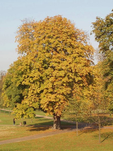 File:Autumn colour in Kensington Gardens - geograph.org.uk - 593126.jpg