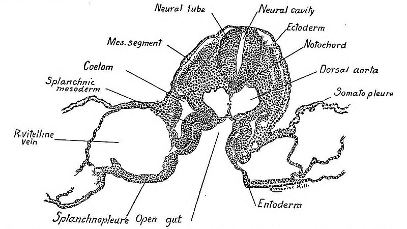 File:Aves Transverse section caudal to the fovea cardiaca of a thirty-six-hour chick embryo.jpg