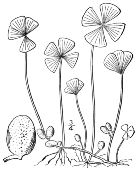 File:BB-0085 Marsilea quadrifolia.png