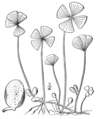 1.1. Marsilea quadrifolia. Fig.85.