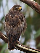 White-Eyed Buzzard