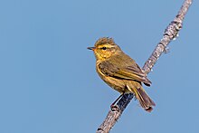 Buff-throated Warbler in Mandala Top, West Kameng, Arunachal Pradesh, India BUFF-THROATED-WARBLER.jpg