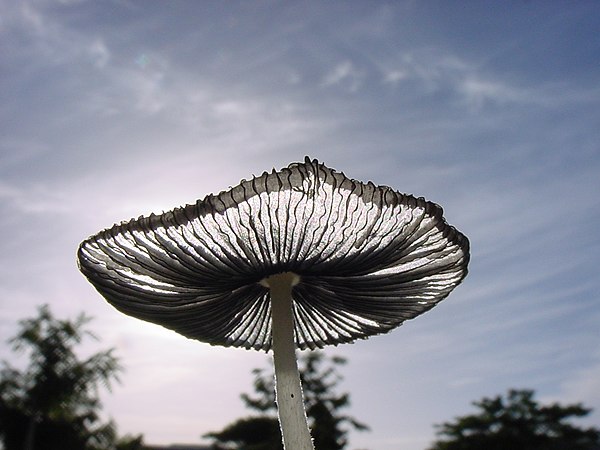 Translucency of a material being used to highlight the structure of a mushroom