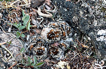 Chicks on the ground, camouflaged Baird's Sandpiper chicks.jpg