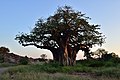 Baobab, Mapungubwe, Limpopo, South Africa (19921665124).jpg