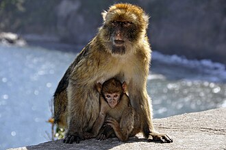 Barbary macaque in Cap Carbon (Gouraya National Park).jpg
