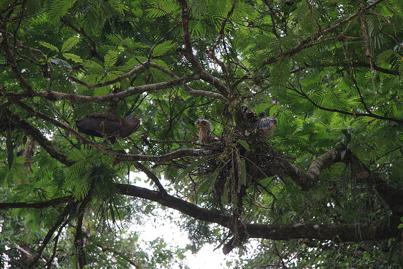 File:Bare-throated Tiger-heron feeding chicks (5590775744).jpg