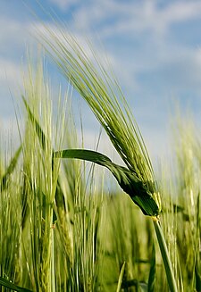 Barley in Slovenia.jpg