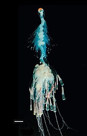 Bathyphysa conifera, sometimes called the "flying spaghetti monster", a bathypelagic species of siphonophore