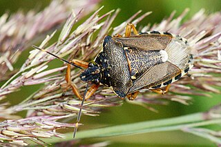 <i>Pinthaeus sanguinipes</i> Species of true bug