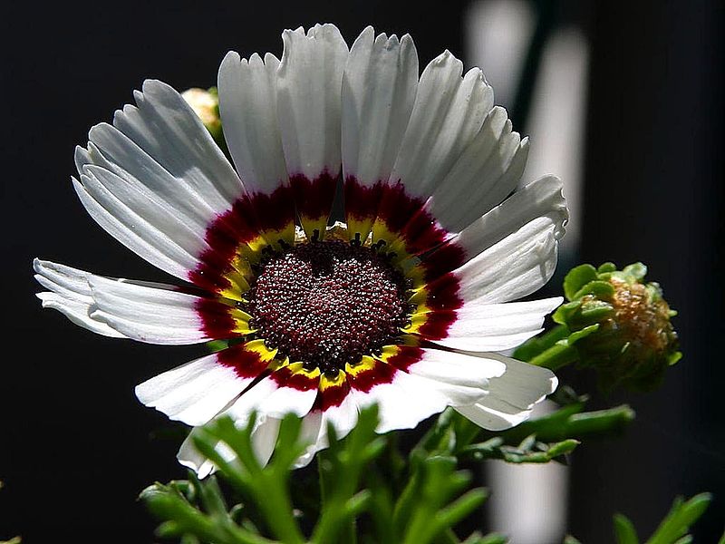 File:Beautiful white flower in park.jpg