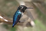 Miniatura per Colibrí nan abella