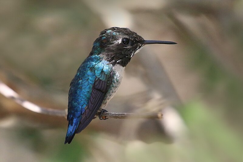 File:Bee hummingbird (Mellisuga helenae) adult male non-breeding.jpg