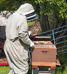 Two beekeepers in Cornwall, UK, checking their hives and using a smoker. Beekeepersmoker.jpg