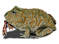 Beelzebufo Beelzebufo BW.jpg