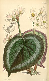 <i>Begonia annulata</i> Species of plant in the genus Begonia