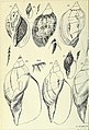 Beiträge zur Kenntnis der Molluskenfauna der Magalhaen-Provinz (1904) (20363313895).jpg