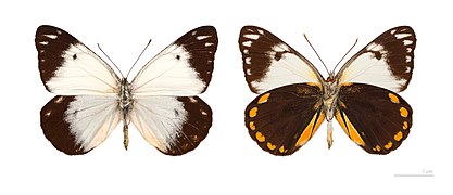 Museum specimen ♀ Both side