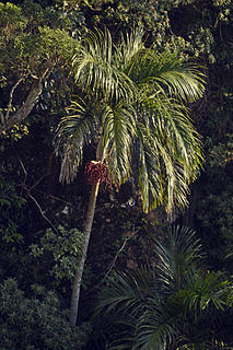 <i>Bentinckia condapanna</i> Species of palm