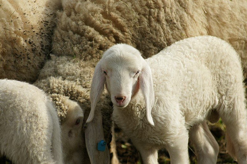 File:Bergschaf tiroler 09.JPG