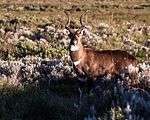 Bergsnyala Ersätter fil:Tragelaphus buxtoni male.jpg